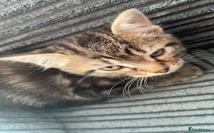 Mixed Breed cats - Advert 1