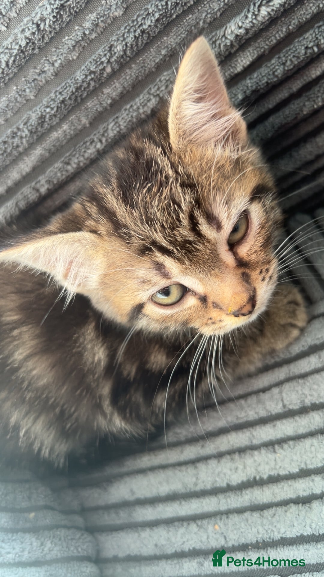 Mixed Breed cats for sale: Kitten ready to go home asap - Image 1