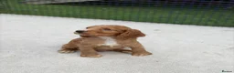 Sprocker dogs for sale: Working sprocker spaniels  - Advert 4