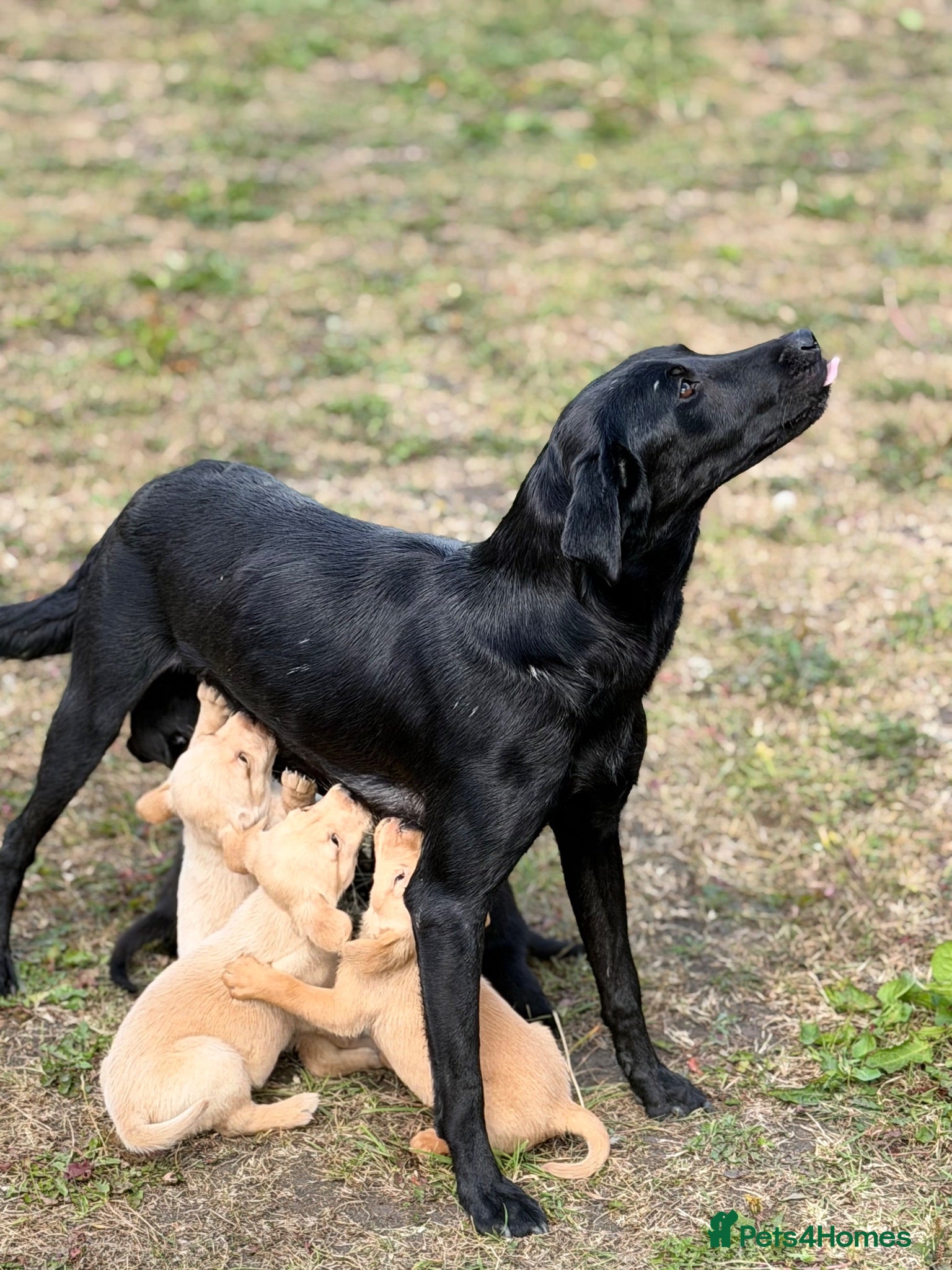 Labrador Retriever dogs Xxffjcif - Advert 1