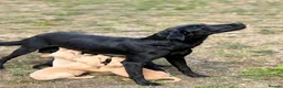 Labrador Retriever dogs for sale: Xxffjcif - Advert 1