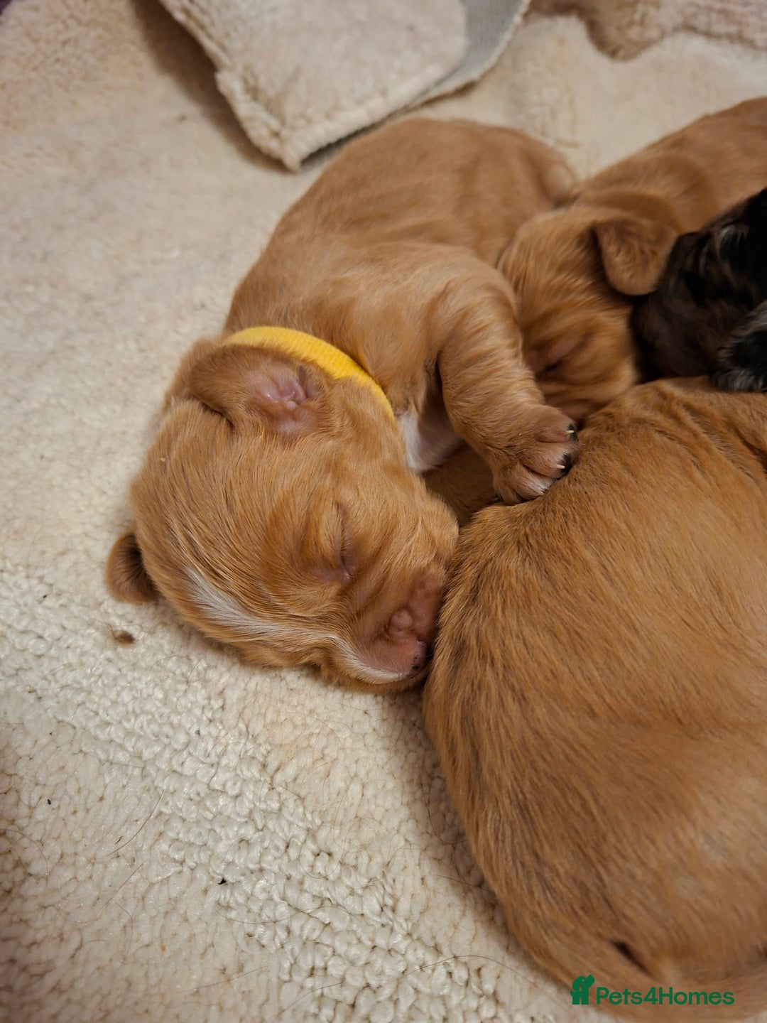 Cocker Spaniel dogs for sale: Cocker spaniel pups - Advert 11