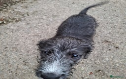 Mixed Breed dogs for sale: lurcher pup - Image 3