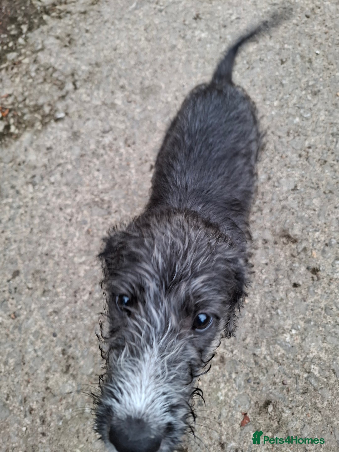 Mixed Breed dogs for sale: lurcher pup - Image 3