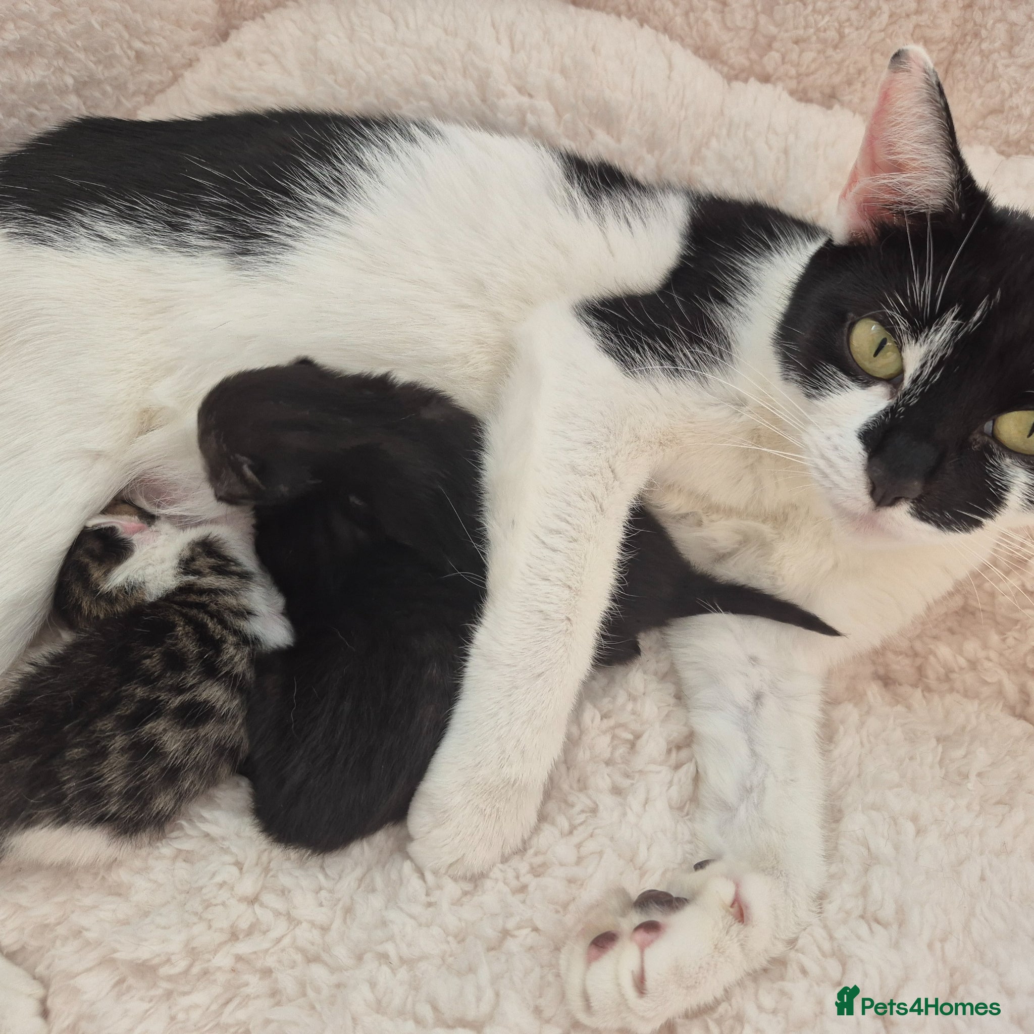 Mixed Breed cats Last girl of the litter to go! - Advert 9