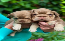French Bulldog dogs for sale: Visual Fluffy 🧶 New Shade Frenchies 💎  - Image 1