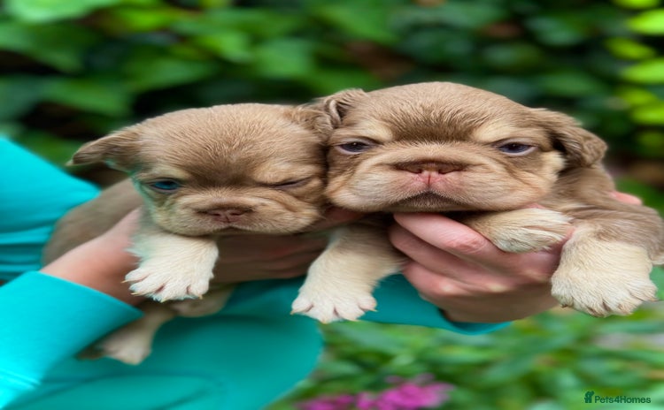 French Bulldog dogs - Advert 2