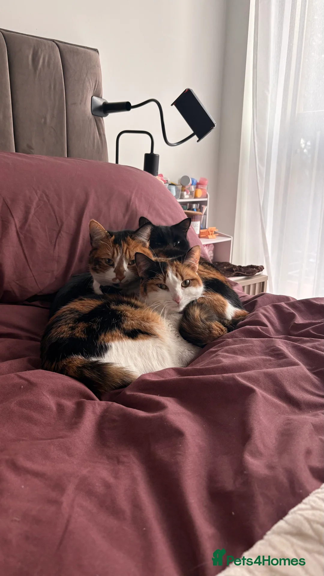 Mixed Breed cats for sale: Mochi Kimchi & Miso - Advert 1