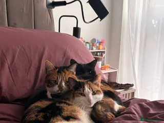 Mixed Breed cats Mochi Kimchi & Miso - Advert 3