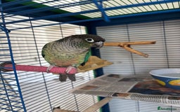 Conures birds for sale: Pair of tame conures  - Image 6