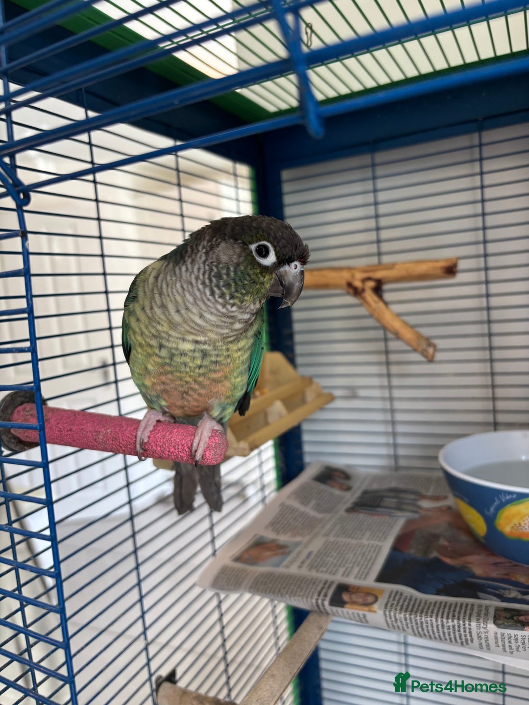 Conures birds for sale: Pair of tame conures  - Image 6