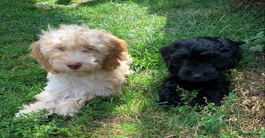 Cockapoo dogs - Advert 4