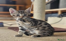 Bengal cats for sale: Bengal kittens. Absolutely beautiful!  - Image 24