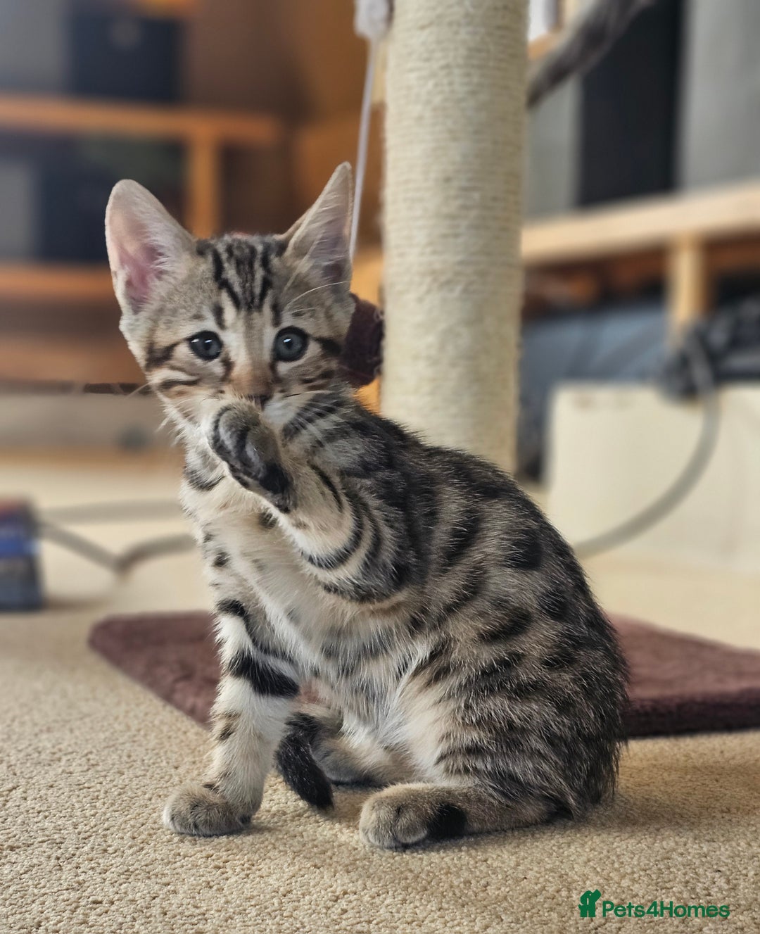Bengal cats for sale: Bengal kittens. Absolutely beautiful!  - Image 24