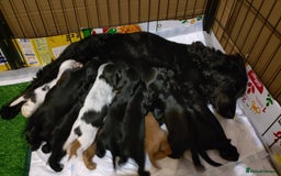Cocker Spaniel dogs for sale: KC reg show cocker spaniel puppies - Image 20