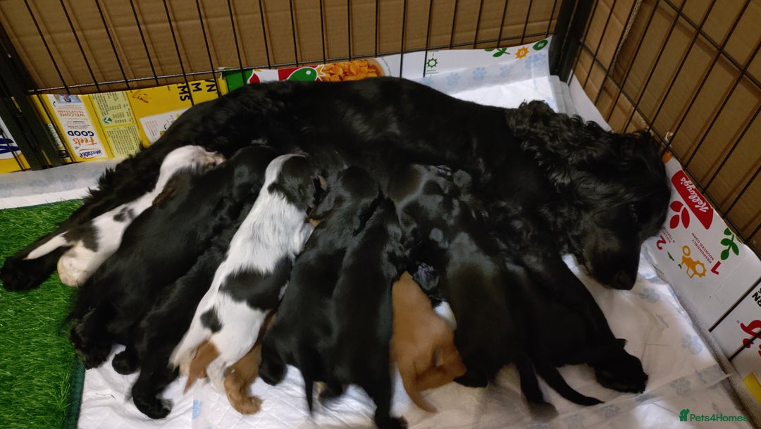 Cocker Spaniel dogs for sale: KC reg show cocker spaniel puppies - Image 20