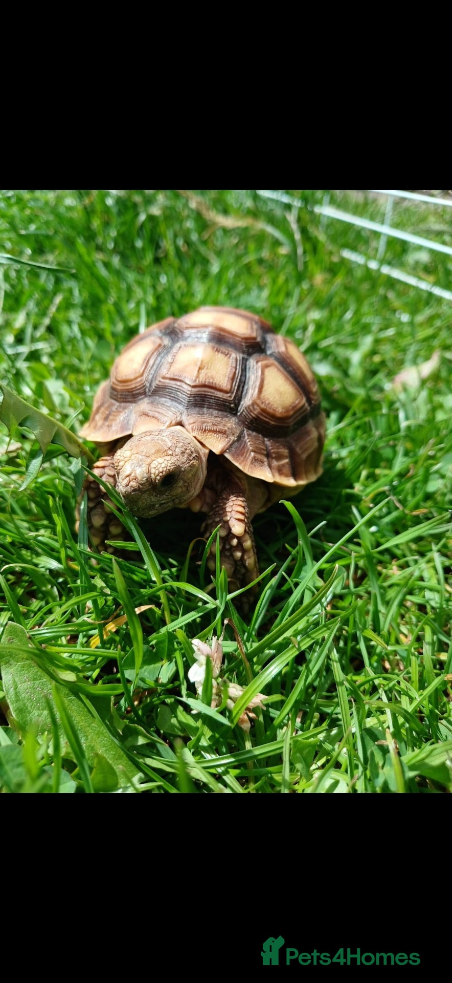 Tortoise reptiles  “Buttercup” Sulcata hatchling - Advert 4