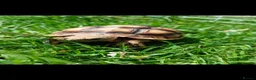Tortoise reptiles for sale:  “Buttercup” Sulcata hatchling in Stafford - Advert 1