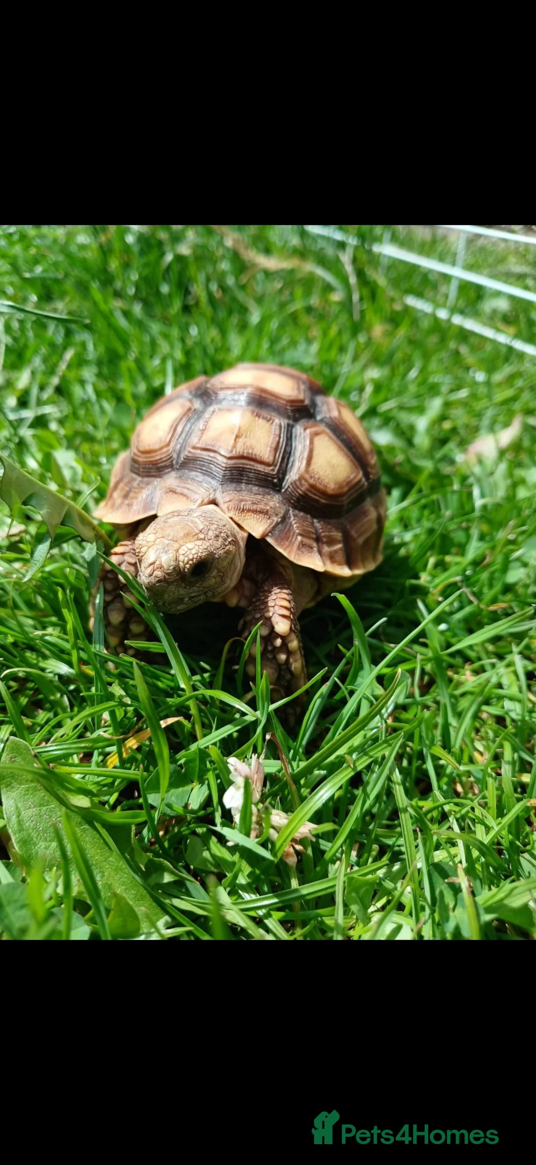 Tortoise reptiles for sale:  “Buttercup” Sulcata hatchling in Stafford - Advert 1