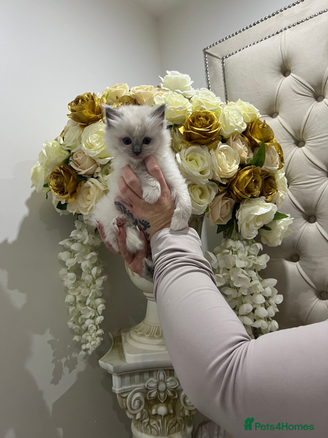 Ragdoll cats for sale: Gccf ragdoll kittens imperial grand champion lines - Advert 5