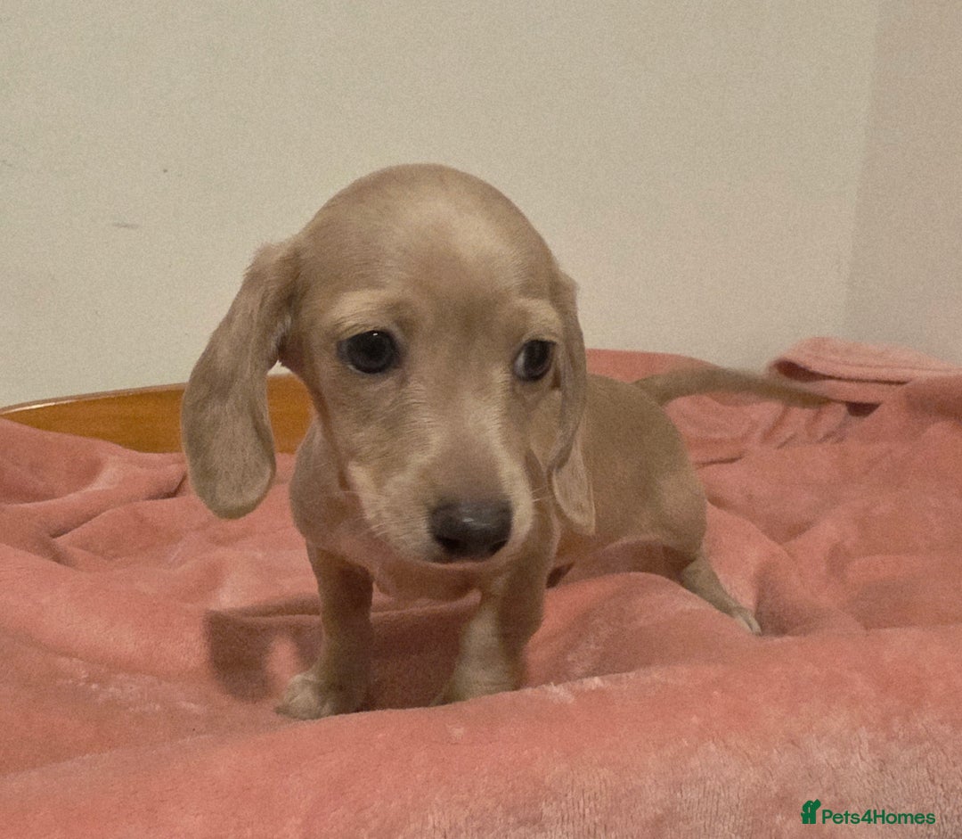 Miniature Dachshund dogs for sale: REDUCED LITTER KC REG mini Daxi  - Image 24