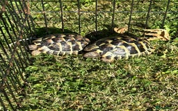 Hermann Tortoise reptiles for sale: 2x hermanns tortoises for sale - Image 2