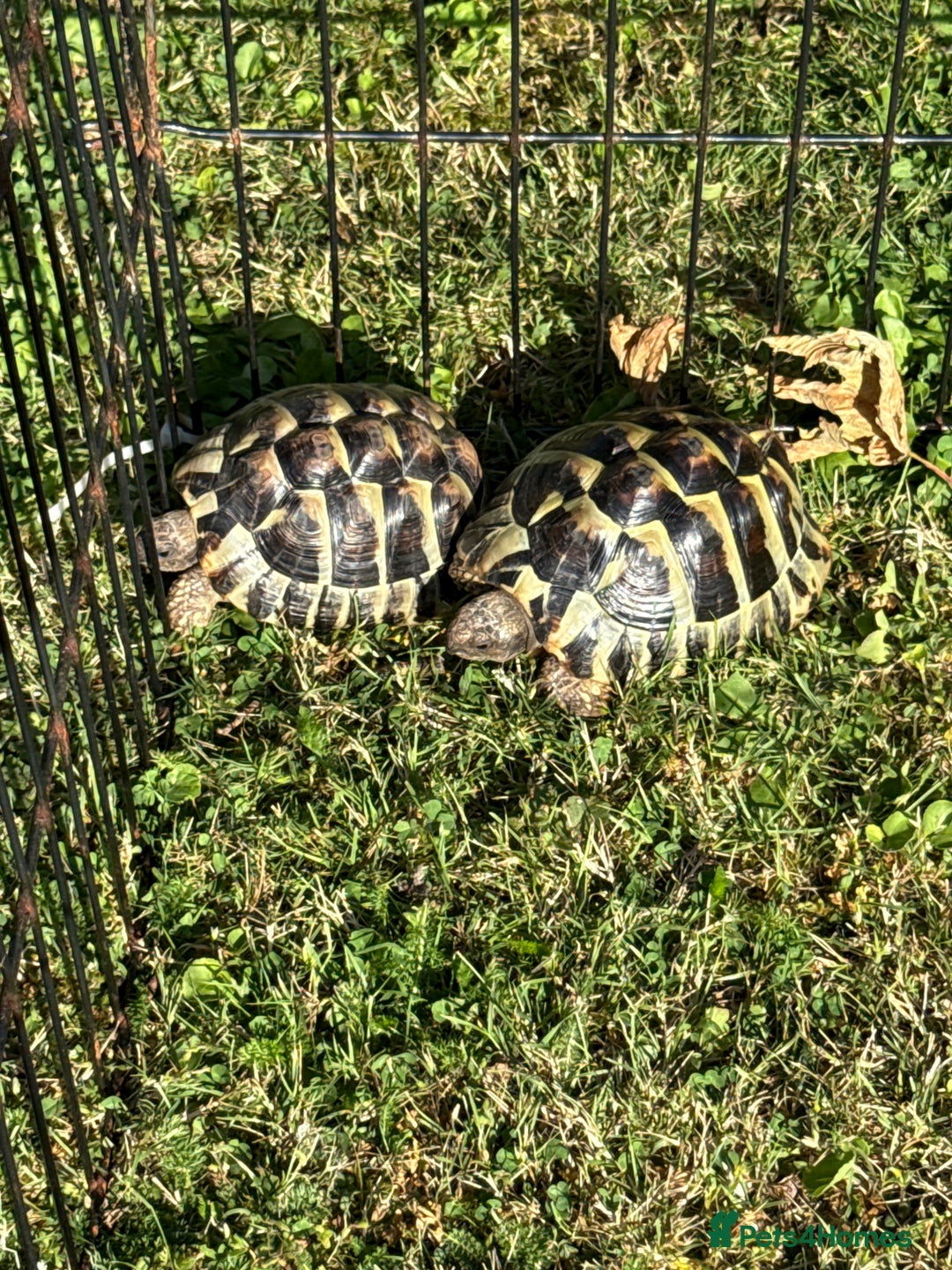 Hermann Tortoise reptiles for sale: 2x hermanns tortoises for sale - Image 2