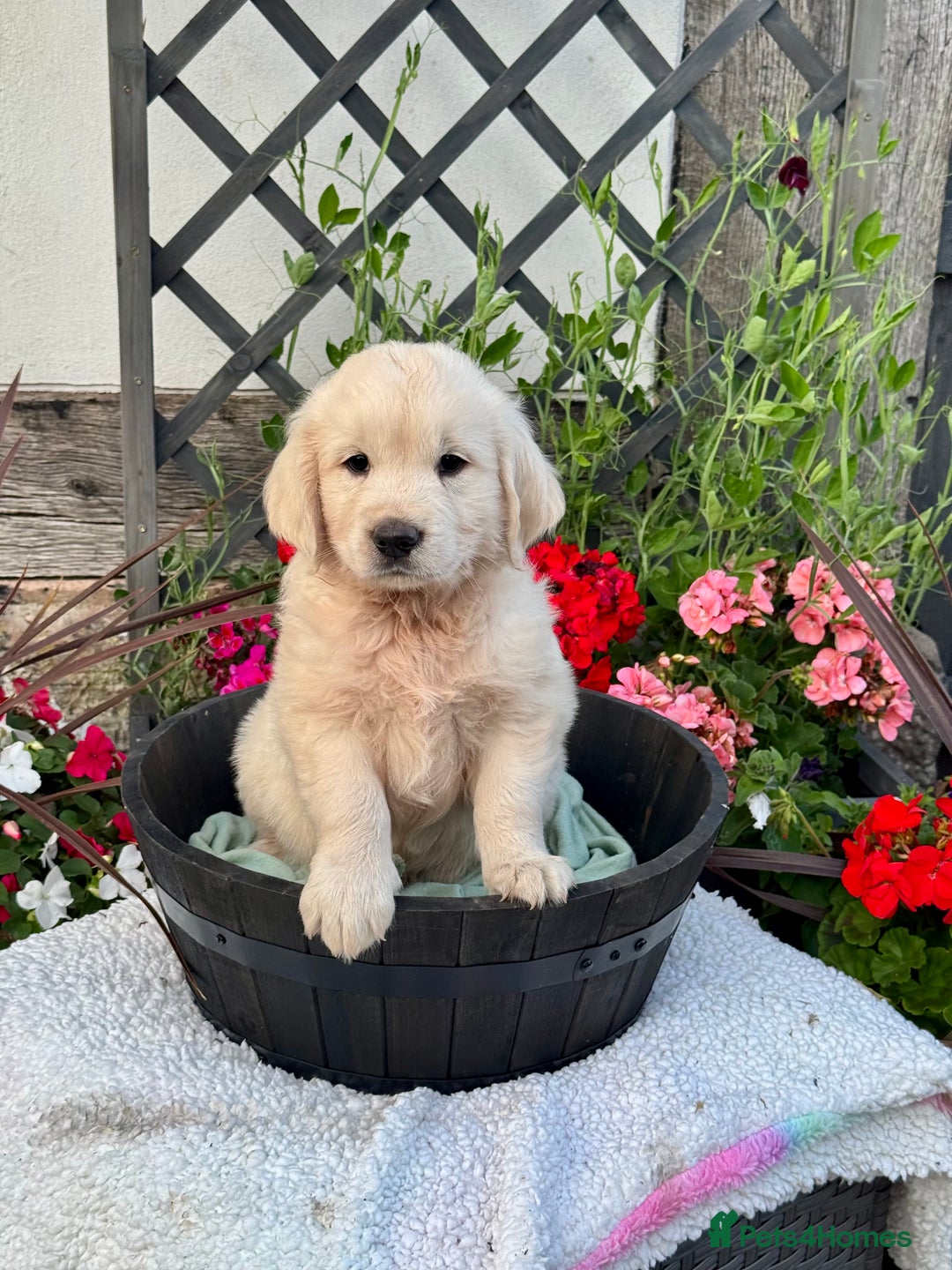 Golden Retriever dogs for sale: 4 left gorgeous kc reg golden retriever puppies  - Image 10