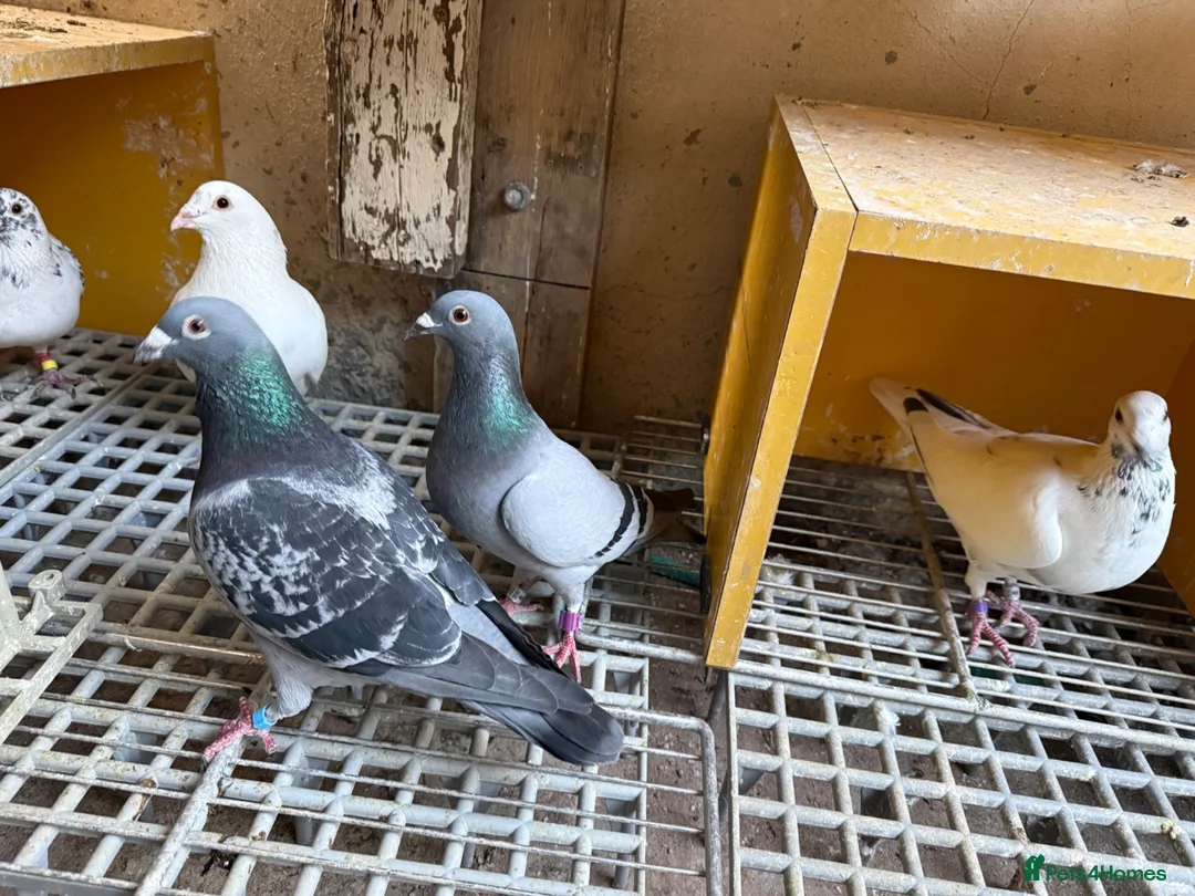 Pigeons birds for sale: Quality 2025 Racing Pigeon Pairs Available - Advert 1