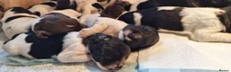 English Springer Spaniel dogs for sale: KC Working Springer Spaniel Puppies Great Pedigree - Advert 3