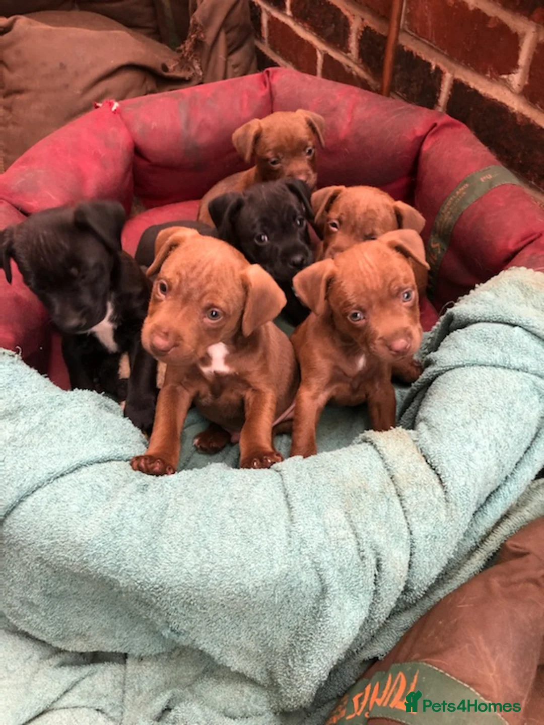 Patterdale Terrier dogs for stud: Stunning Red Patterdale Terrier, Derbyshire (Stud) in Alfreton - Advert 8