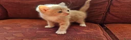 Mixed Breed cats for sale: Five eight week old kittens - Advert 7