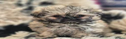 Shih Tzu dogs for sale: Amazing Small Imperial Shih tzu Puppies READY NOW - Advert 19