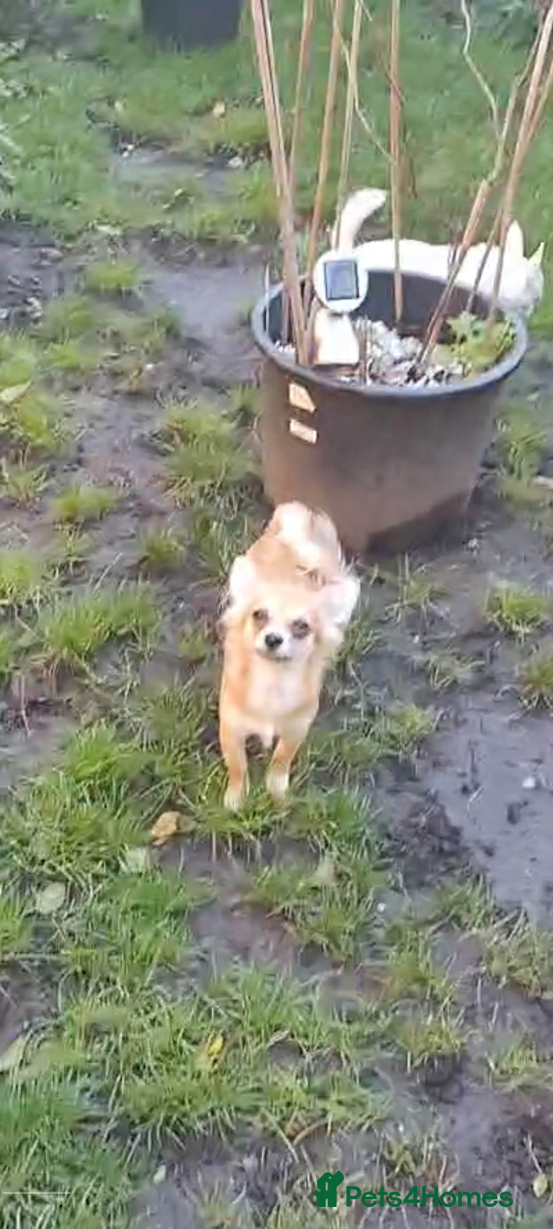 Chihuahua dogs for sale: Adorable Loving hand reared ready now Chihuahuas - Advert 35