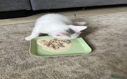Mixed Breed cats for sale: Three mixed breed kittens for sale - Image 9