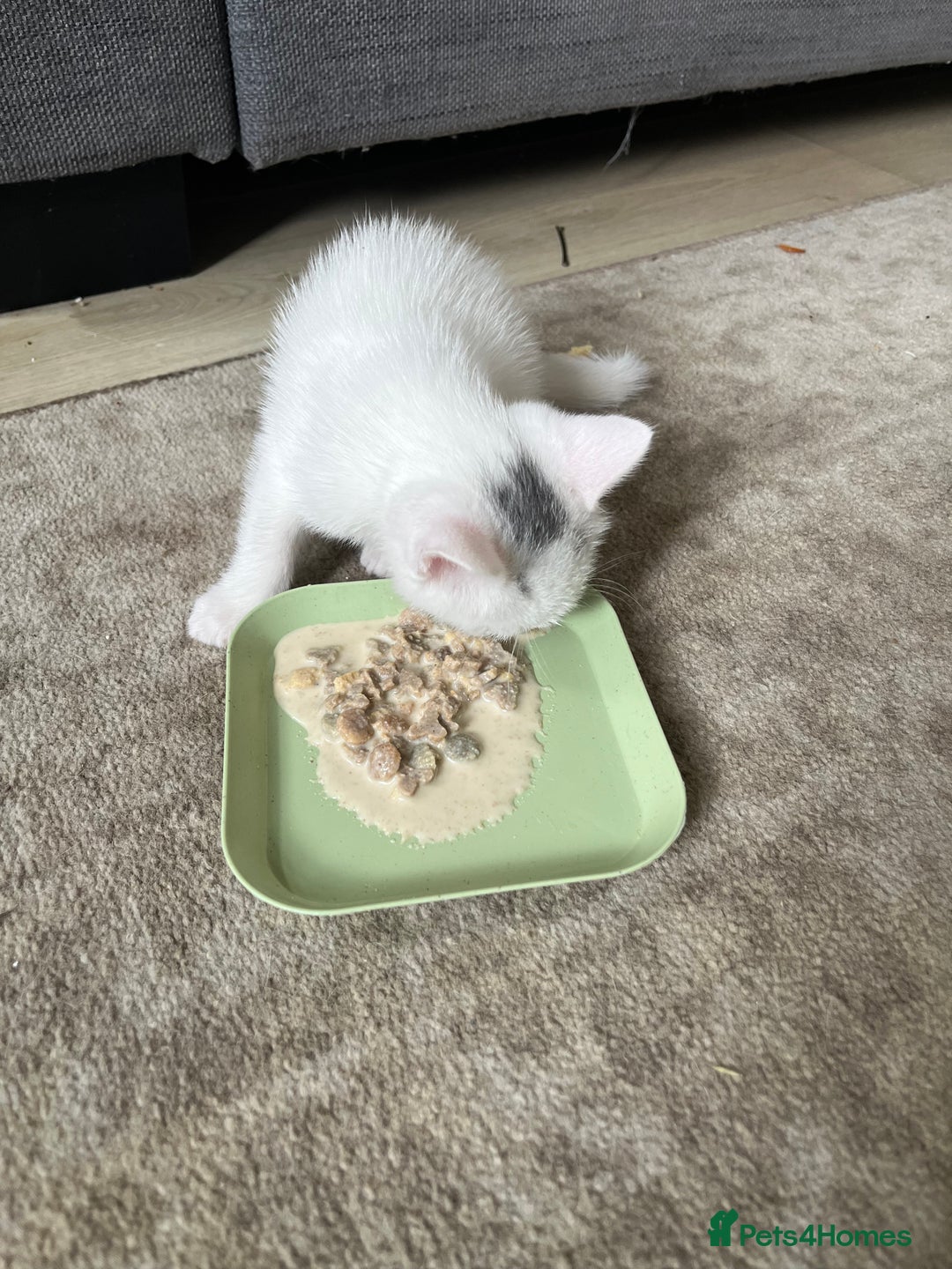 Mixed Breed cats for sale: Three mixed breed kittens for sale - Image 9