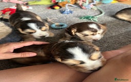 Cocker Spaniel dogs for sale: Beautiful sable puppies - Image 8