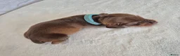 Miniature Dachshund dogs for sale: 🤎 Gorgeous Daxies_Mini Dachshunds 🤎 - Advert 11