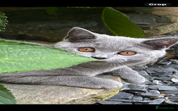 British Shorthair cats for sale: British Shorthair Kittens (reduced £600) - Image 9
