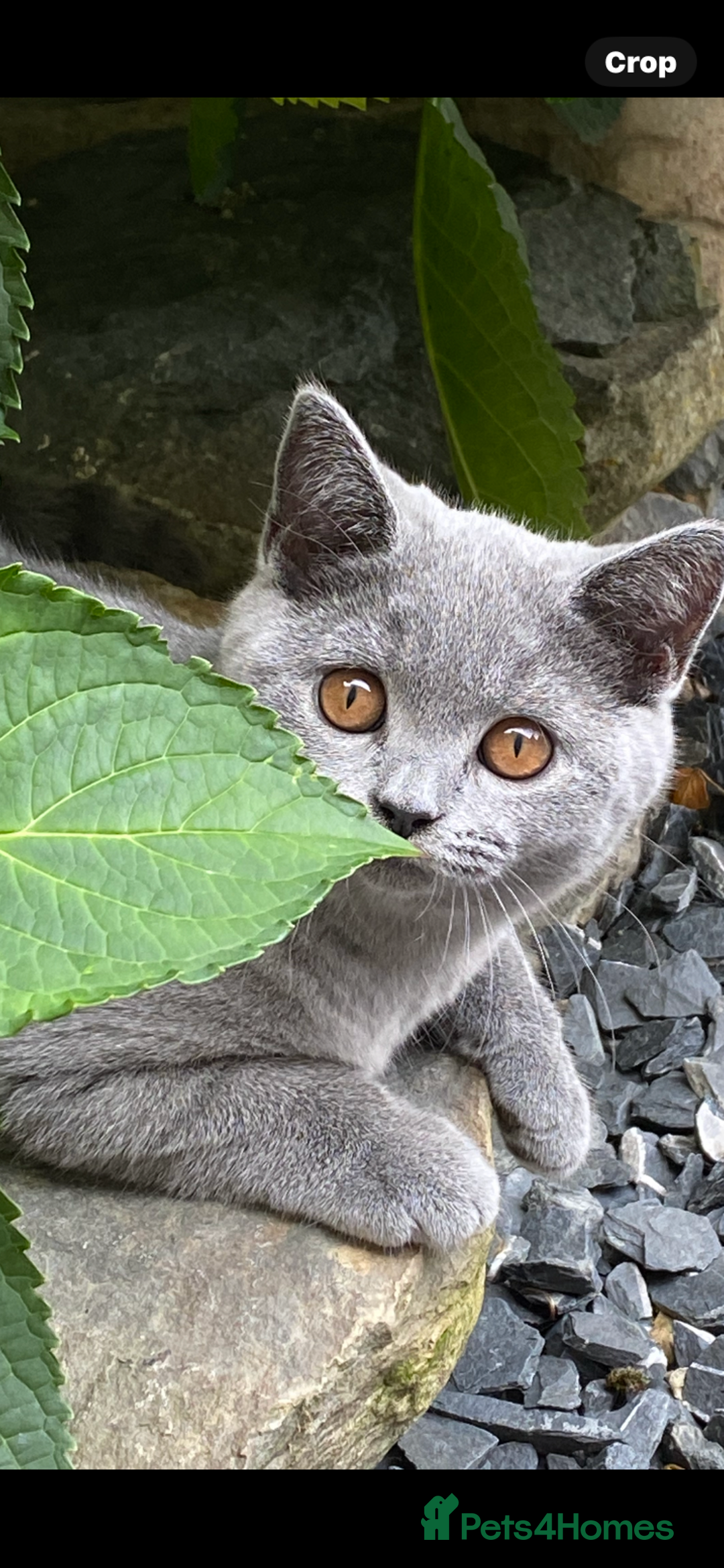 British Shorthair cats for sale: British Shorthair Kittens (reduced £600) - Image 9