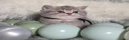 British Shorthair cats for sale: Golden Registered British shorthair kittens  - Advert 13