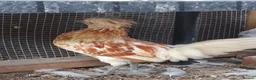Chickens poultry for sale: Polish Young Cockerel  in Highbridge - Advert 2