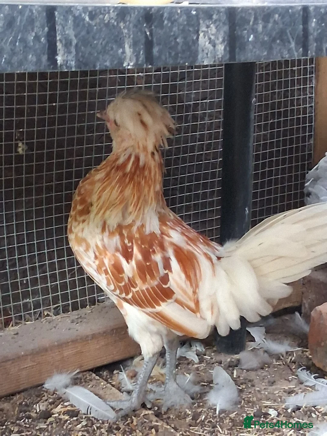 Chickens poultry for sale: Polish Young Cockerel  in Highbridge - Advert 2