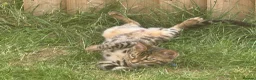 Bengal cats for sale: 2 Bengals Kittens Left ✨ in Southam - Advert 1