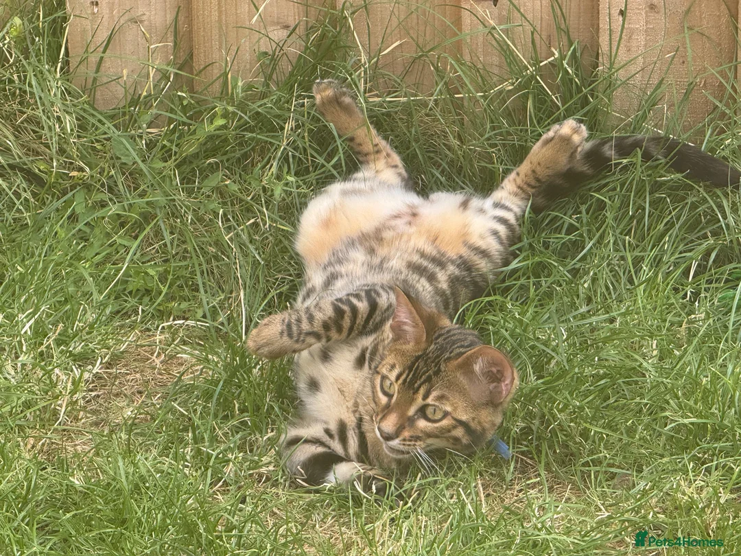 Bengal cats for sale: 2 Bengals Kittens Left ✨ in Southam - Advert 1