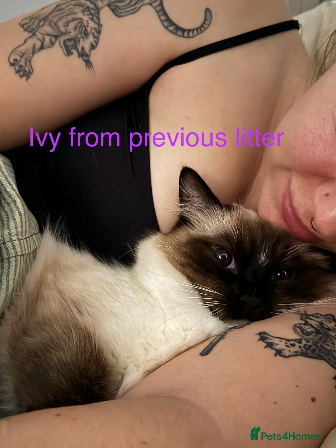 Ragdoll cats for sale: Last mitted Ragdoll girl available - Advert 14