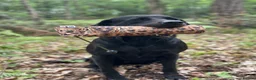 Labrador Retriever dogs for sale: KC Registered Working Labradors  - Advert 30