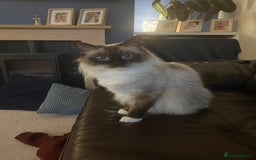 Ragdoll cats for sale: 6 ragdoll kittens  - Image 2