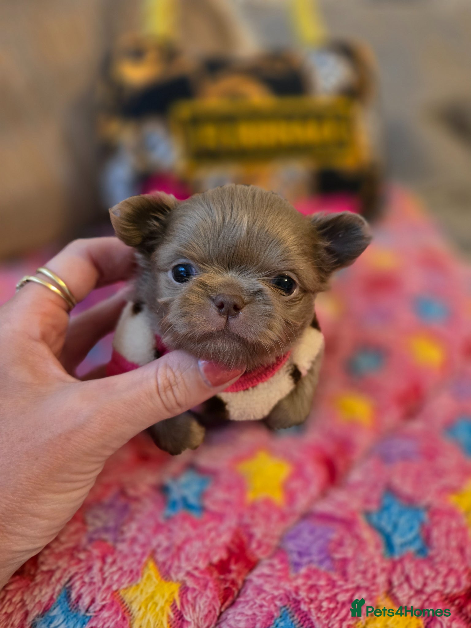 Chihuahua dogs for sale: Xx stunning kc chihuahua longcoat puppies Xx - Advert 32