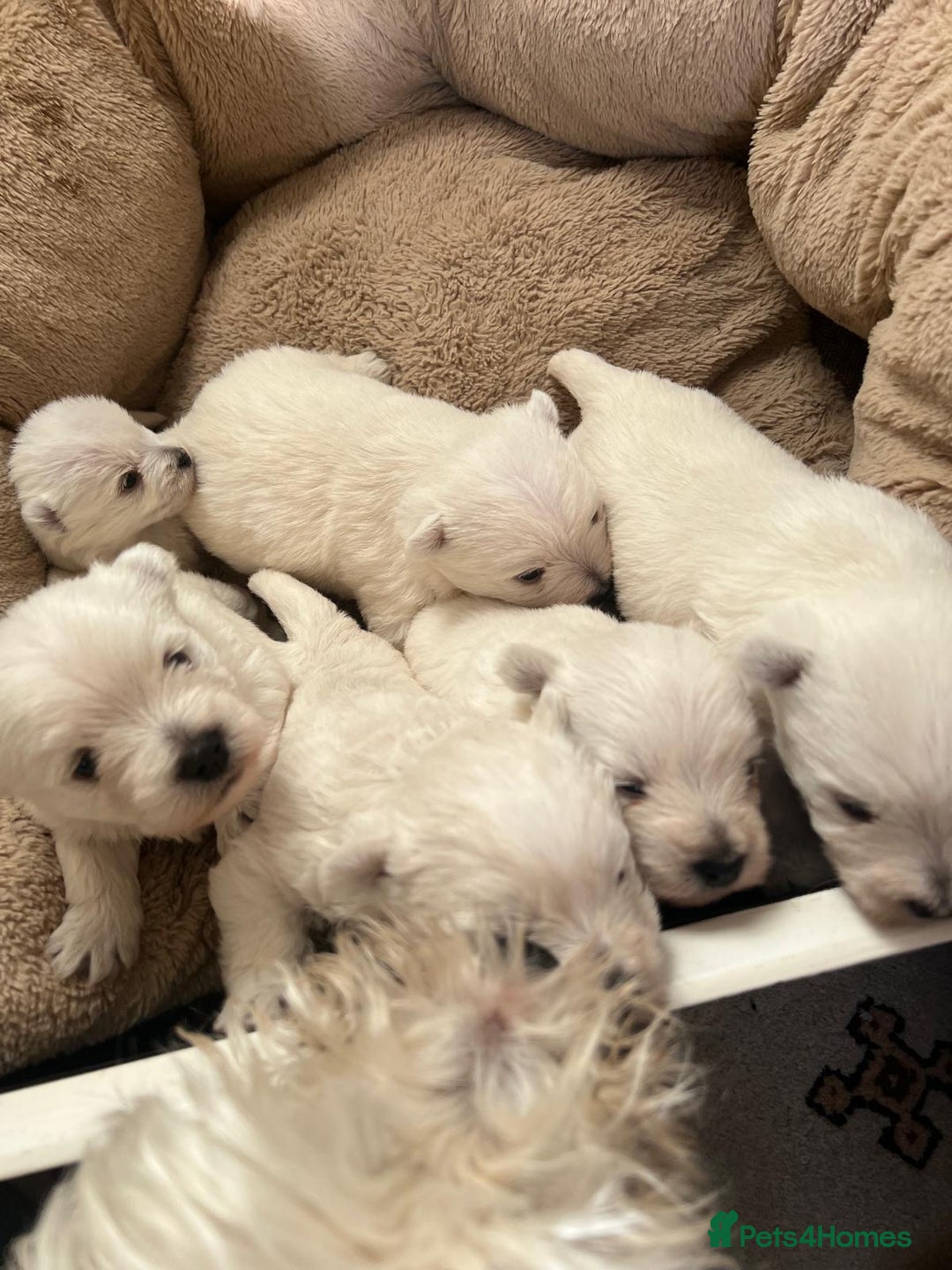 West Highland Terrier dogs for sale: Adorable cute little Westies need forever homes - Advert 5